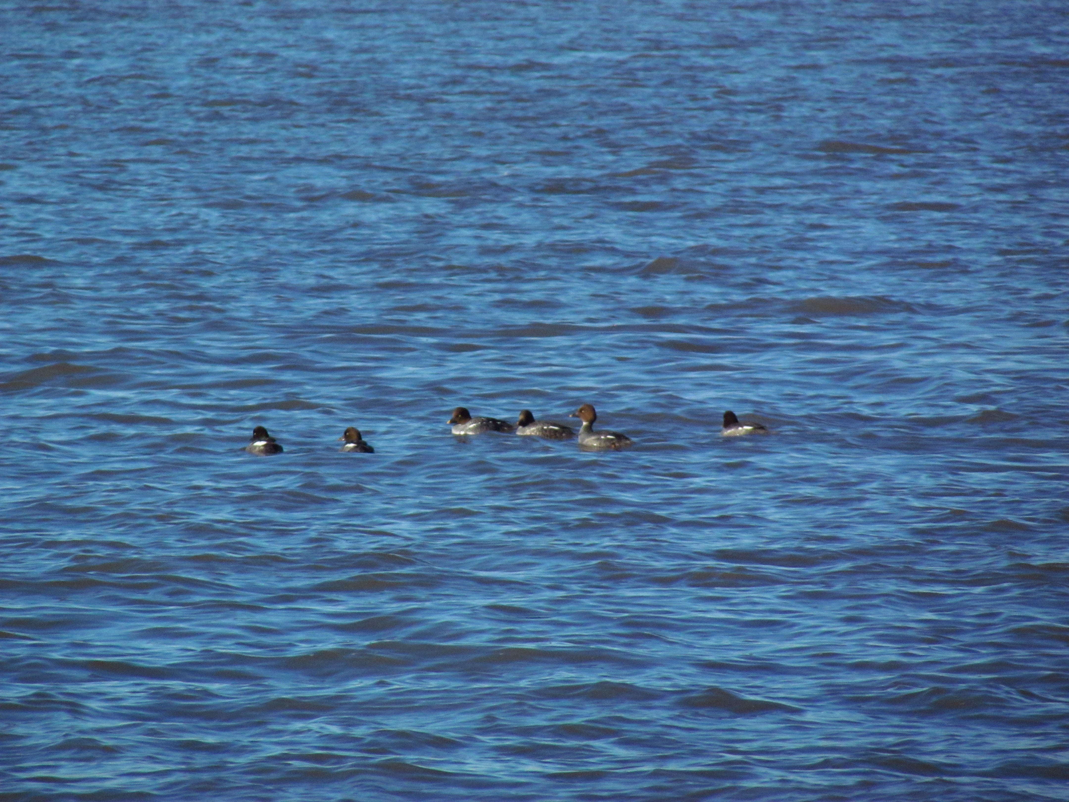 Six female goldeneyes floating on Lake Dardanelle.